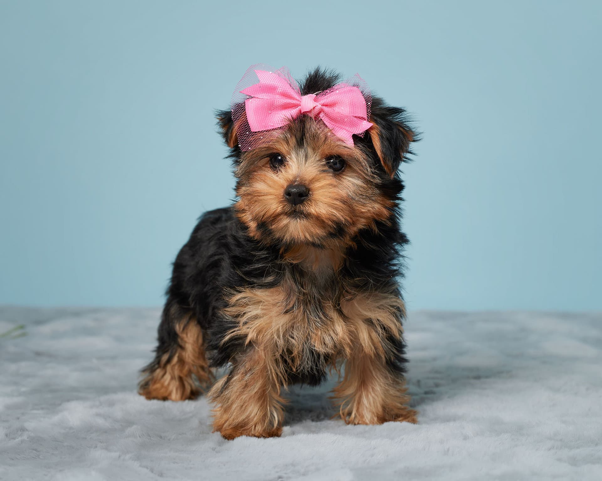 What to Know Before Getting a Yorkshire Terrier